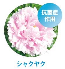 シャクヤク
