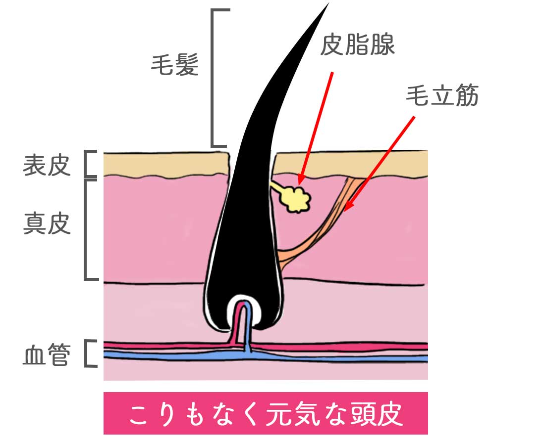 懲りもなく元気な頭皮